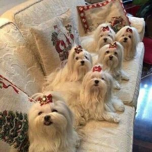 Meet your Posher, Vicky